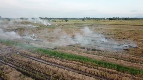 Harvested-rice-field-straw-being-burn-in-open-field-at-Malaysia,-Southeast-Asia.